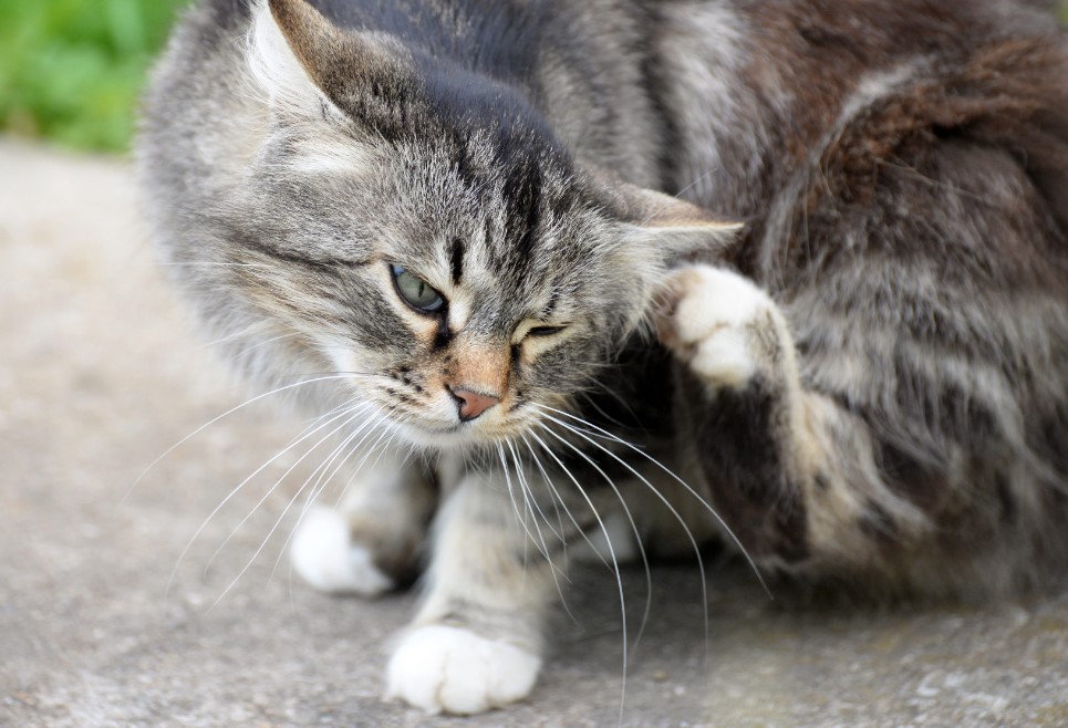 How do you get rid of fleas on cats naturally?