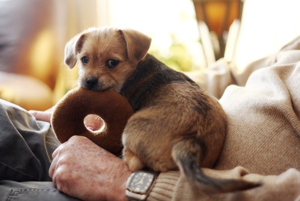 Feeding a puppy with canned food