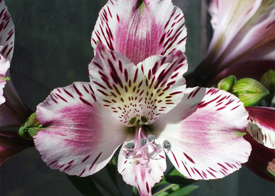 Alstroemeria - The Lily of the Incas