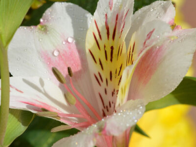 Alstroemeria - The Lily of the Incas