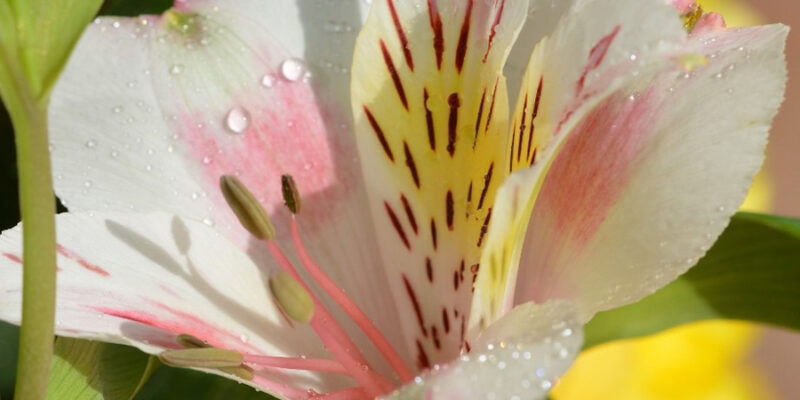 Alstroemeria - The Lily of the Incas