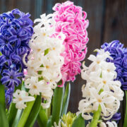 Hyacinth Flower Care and Meaning