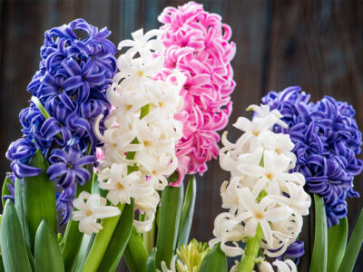 Hyacinth Flower Care and Meaning