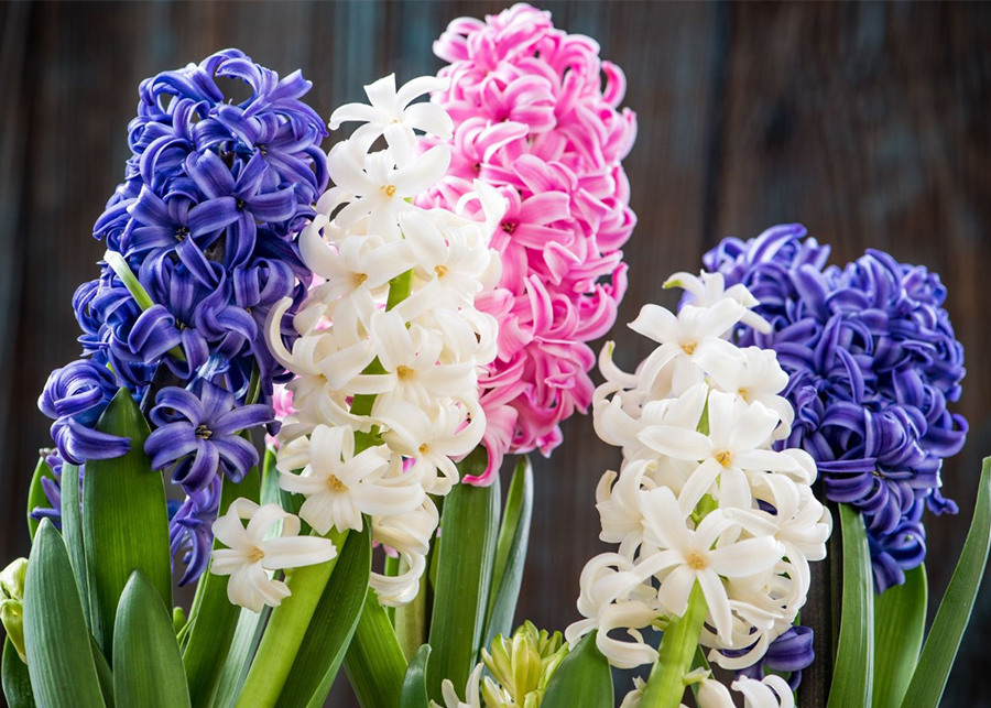 Hyacinth Flower Care and Meaning