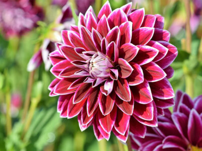 Dahlia Flower Care and Meaning