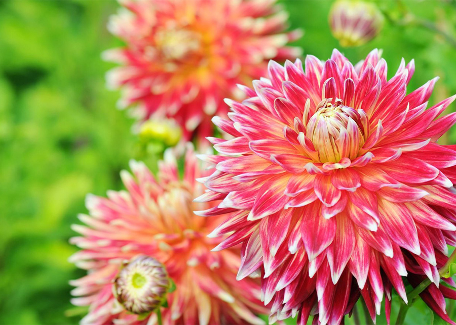 Dahlia Flower Care and Meaning