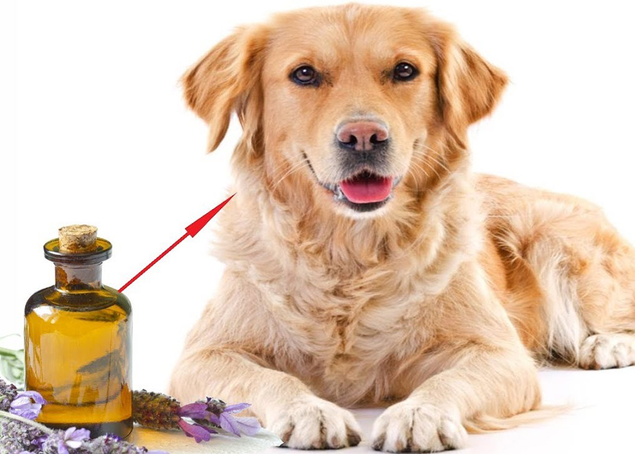 Is it safe to diffuse lemon oil around dogs?
