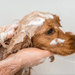 How do you make homemade dog shampoo?
