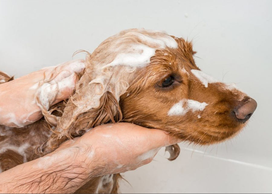 How do you make homemade dog shampoo?