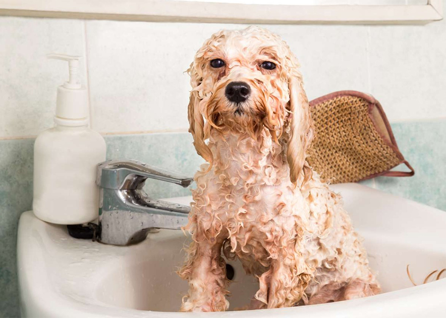 Which human shampoo is safe for dogs?