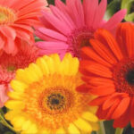 Gerbera Daisy Flower Care and Meaning