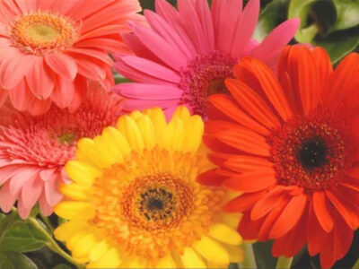 Gerbera Daisy Flower Care and Meaning
