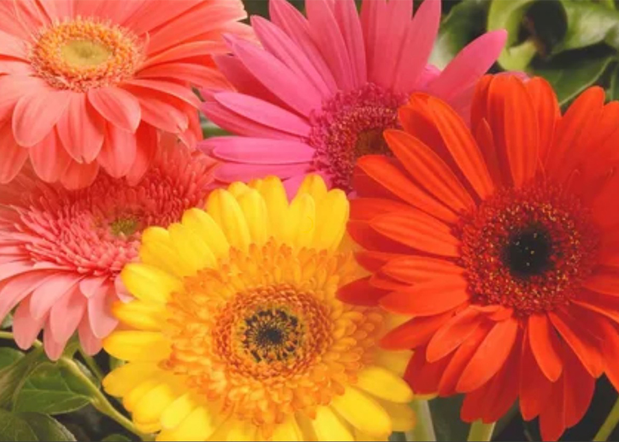 Gerbera Daisy Flower Care and Meaning