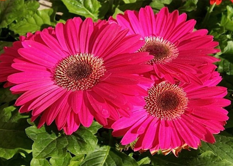 Gerbera Daisy Flower Care and Meaning claudiatenney