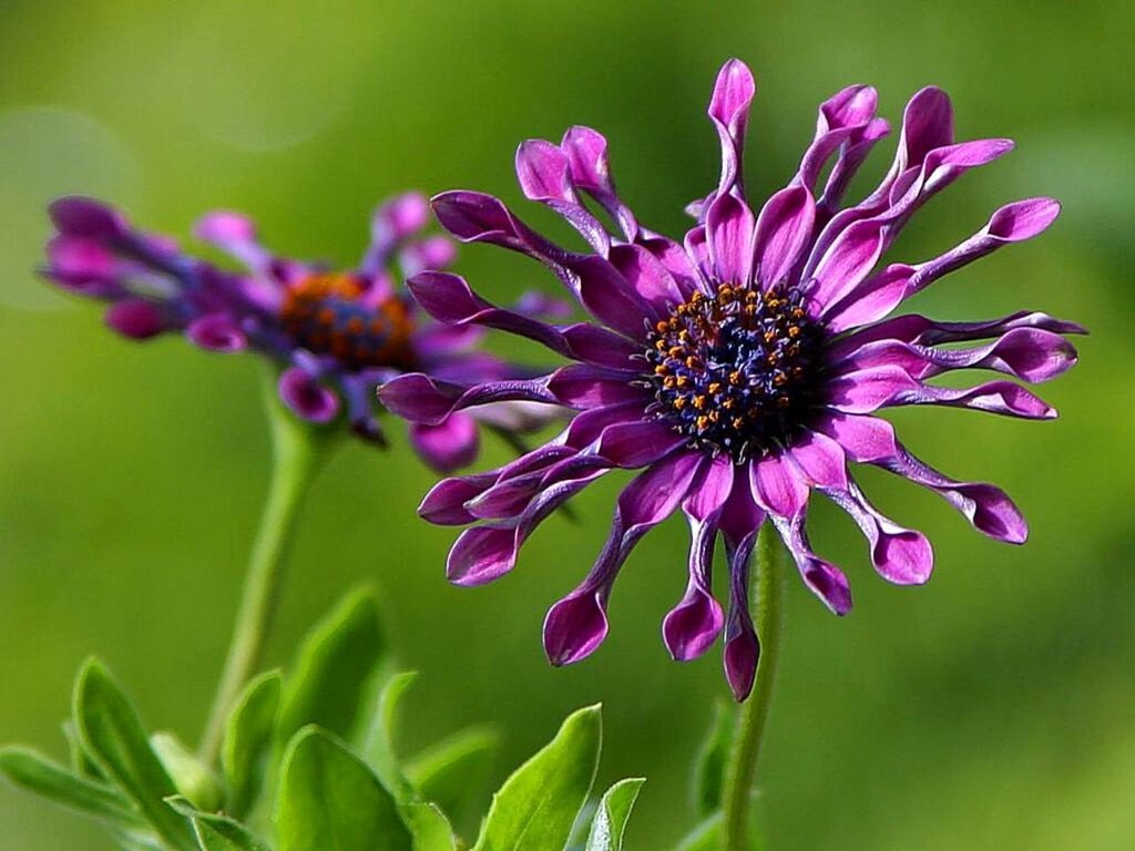 African Daisy