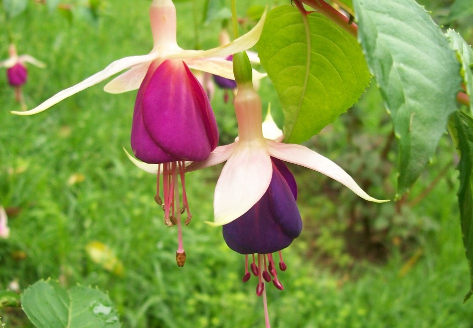 Bell Flower Types