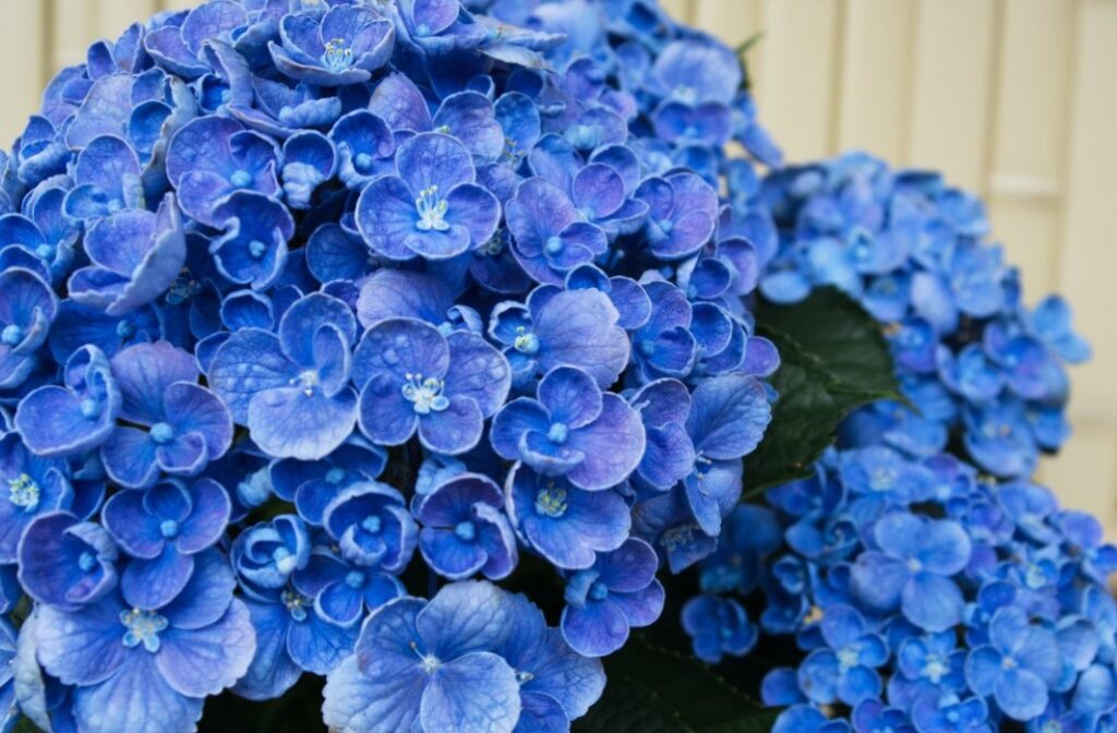 Blue Flower Types You Should Know About