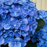 Blue Flower Types You Should Know About