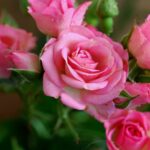 Pink Flower Types – How to Tell Which Ones Are the Best