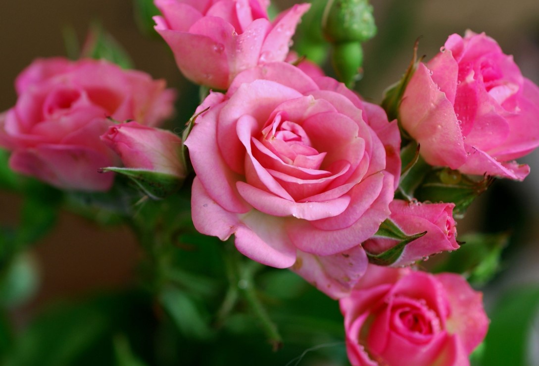 Pink Flower Types - How to Tell Which Ones Are the Best | claudiatenney