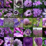 Purple Flower Types