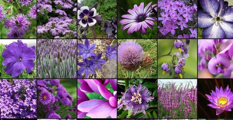Purple Flower Types