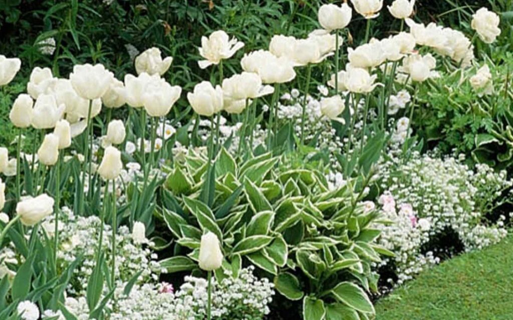 Types of White Flowers You Can Grow in Your Garden
