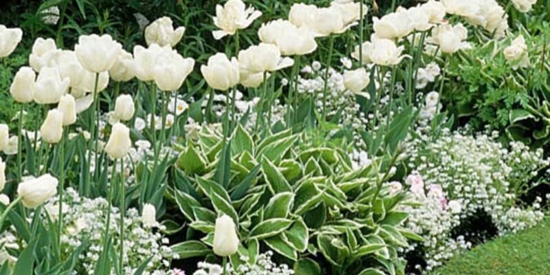 Types of White Flowers You Can Grow in Your Garden