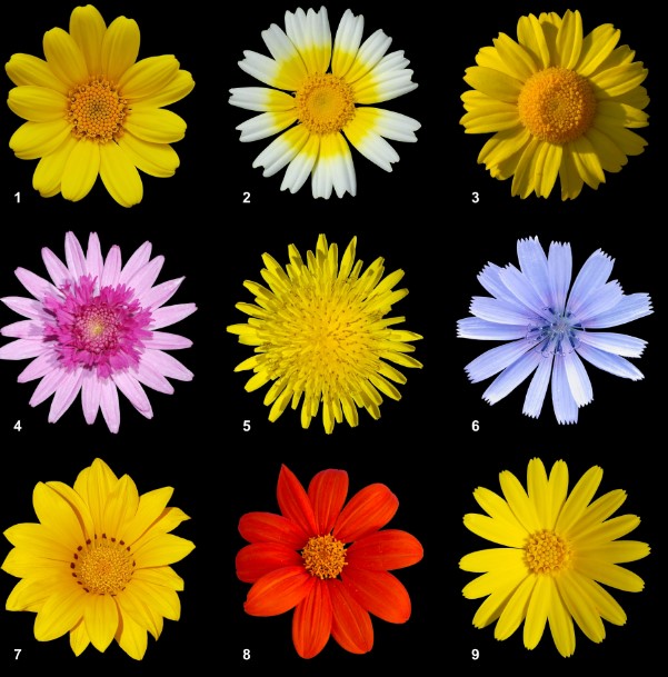 Yellow Flower Types