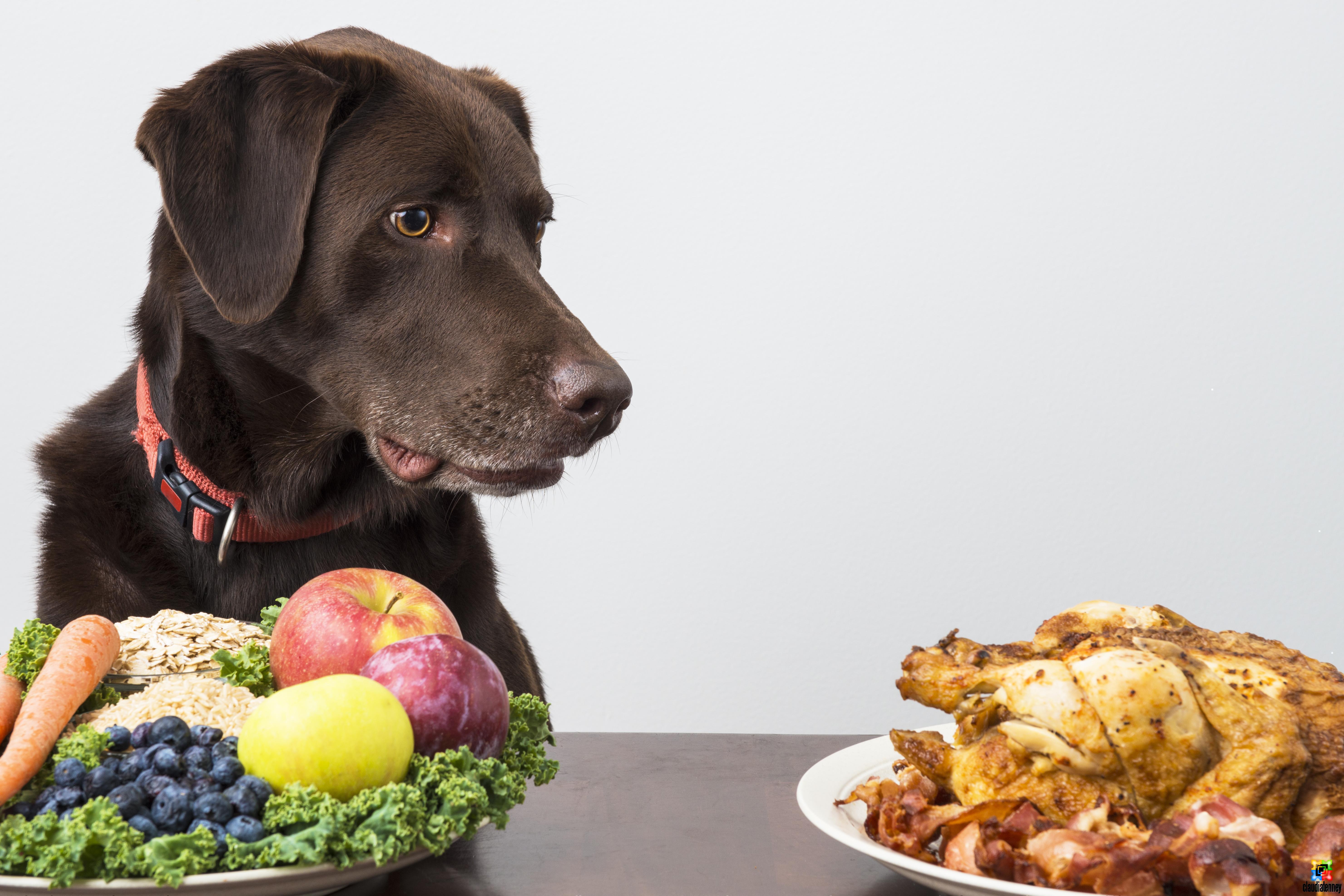 Can Humans Eat Dog Food?