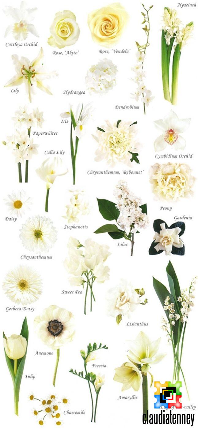 Different Types of White Flower