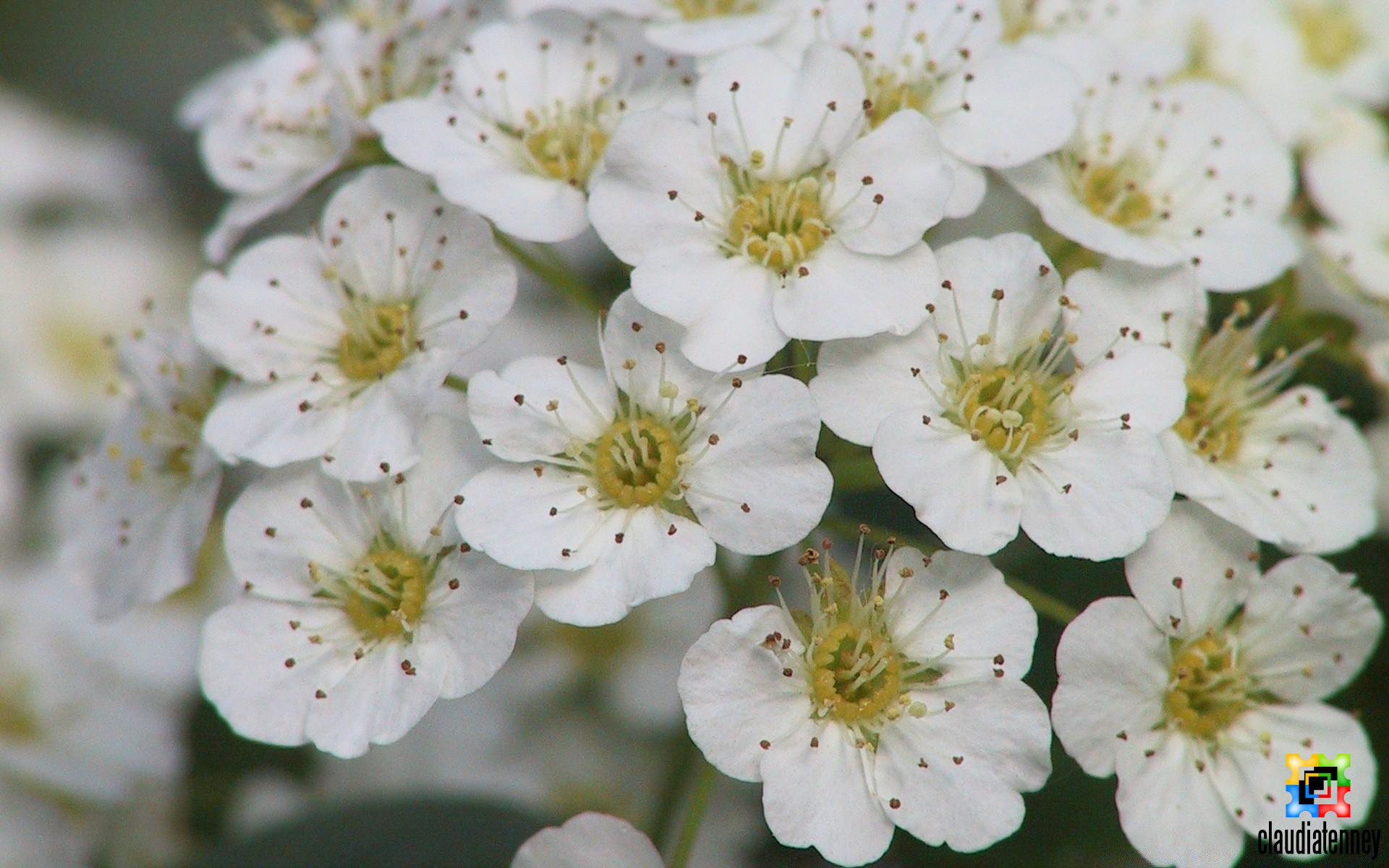 Different Types of White Flower