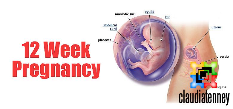 How Big Is a Baby at 12 Weeks?