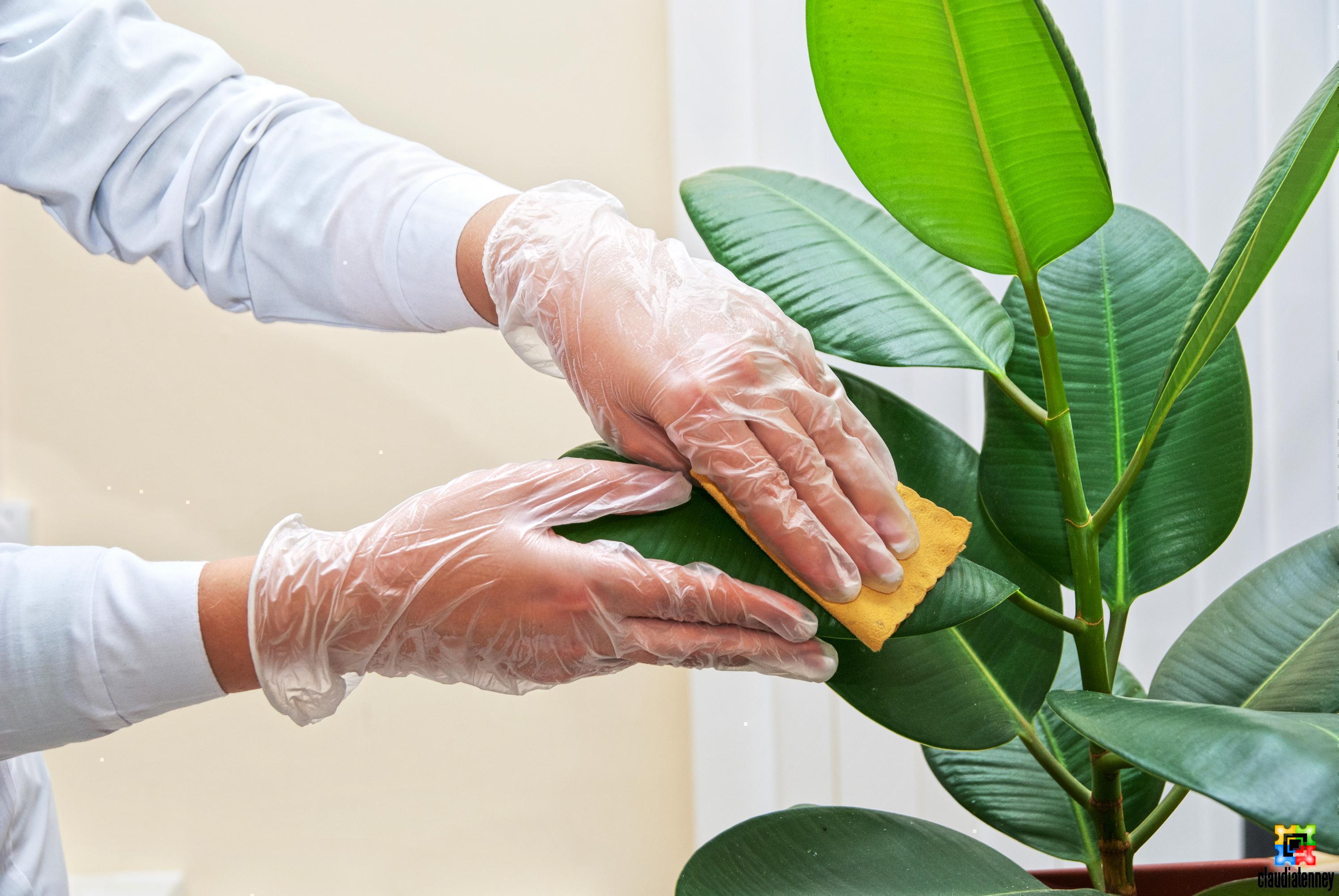 How to Clean Plant Leaves