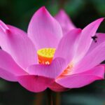 How to Plant Lotus in Your Pond Or Water Feature