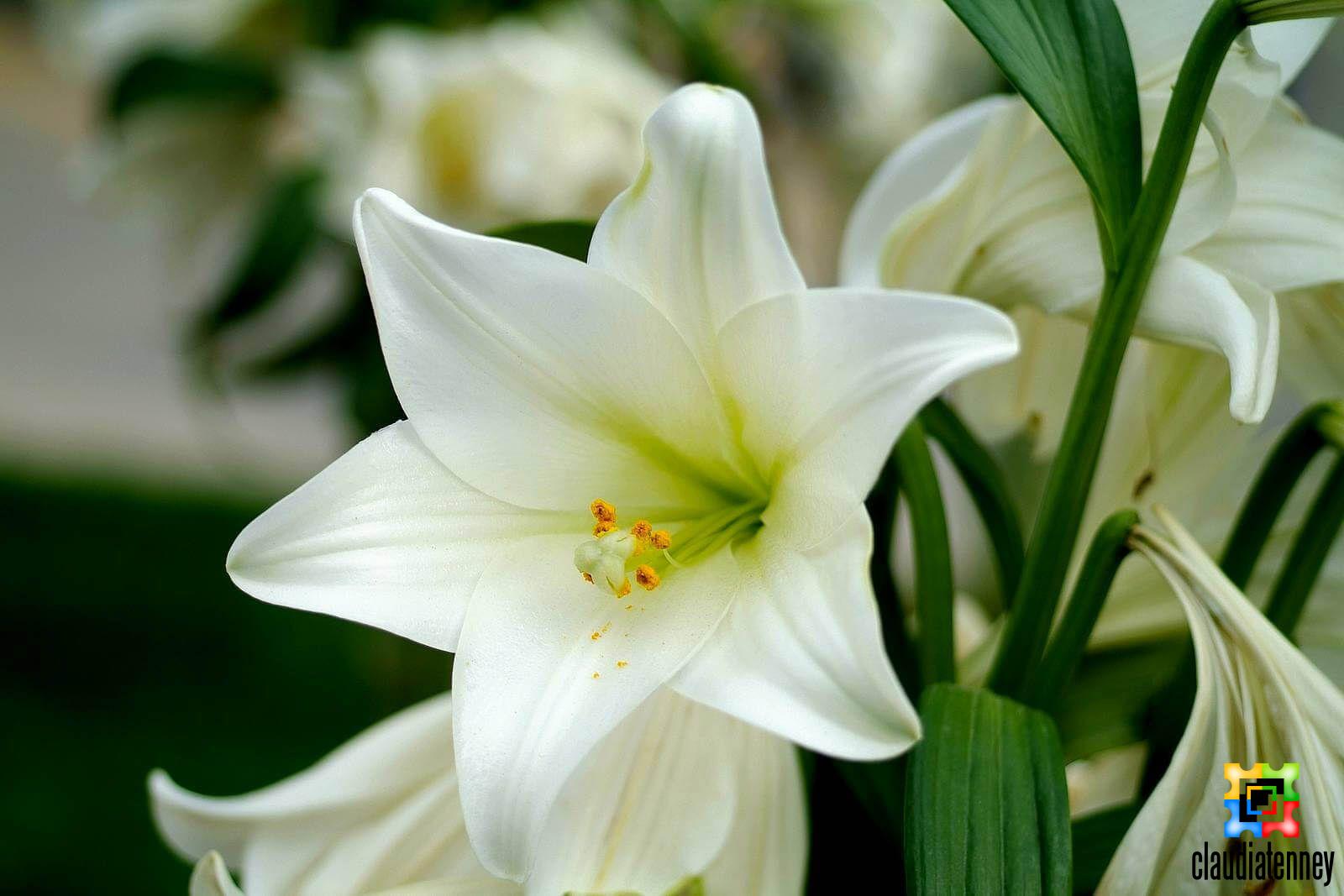 The Different Types of Lily Flower