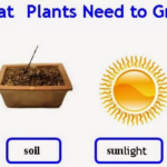 What Plants Don’t Need Much Space?