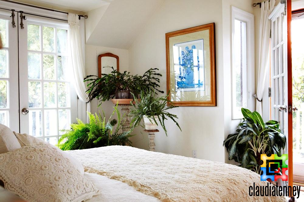 Which Plant is Lucky For Your Bedroom?