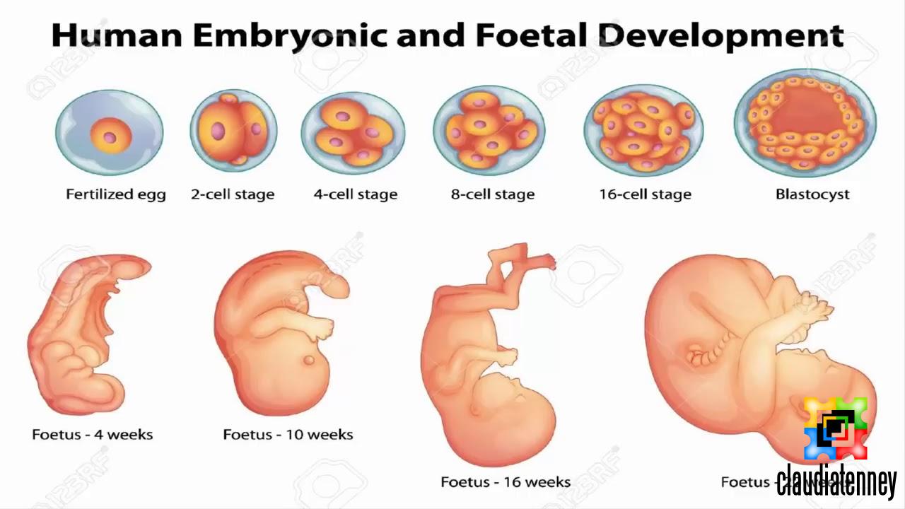 How Big is a Baby at 6 Weeks of Pregnancy?