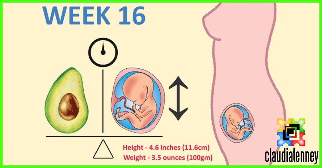 How Big is Baby at 16 Weeks of Pregnancy?