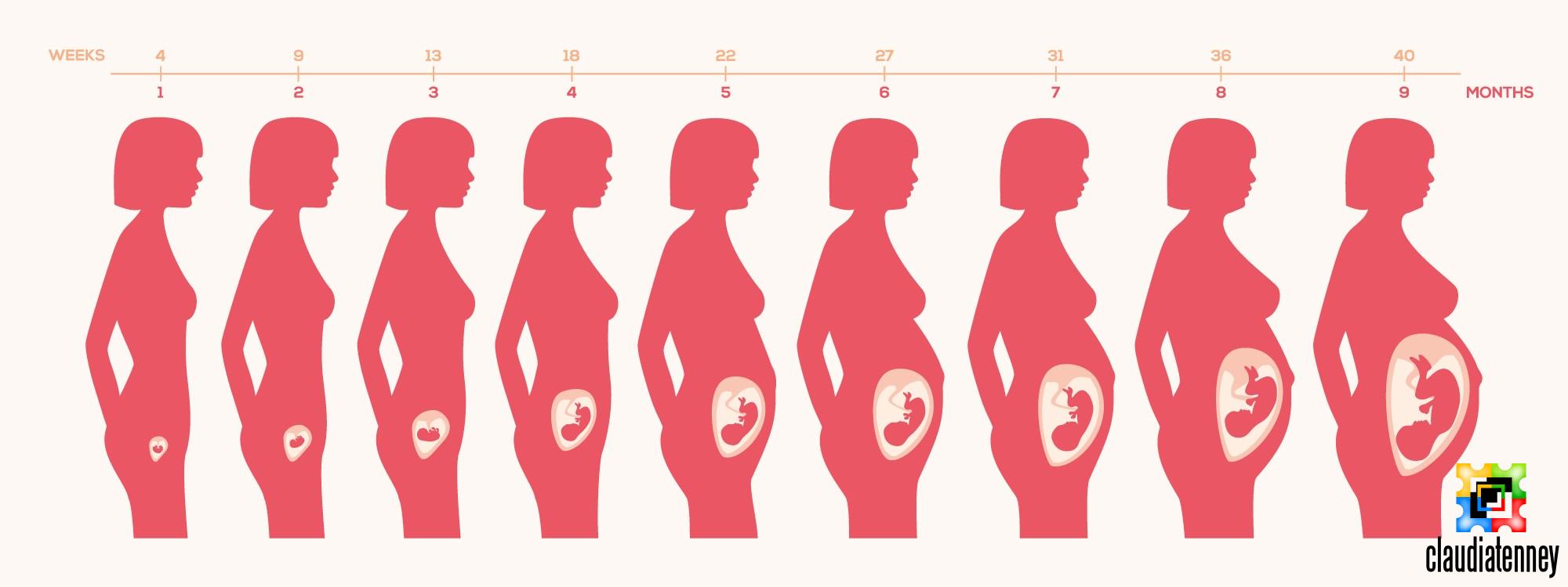 How Big is Baby at 16 Weeks of Pregnancy? – claudiatenney