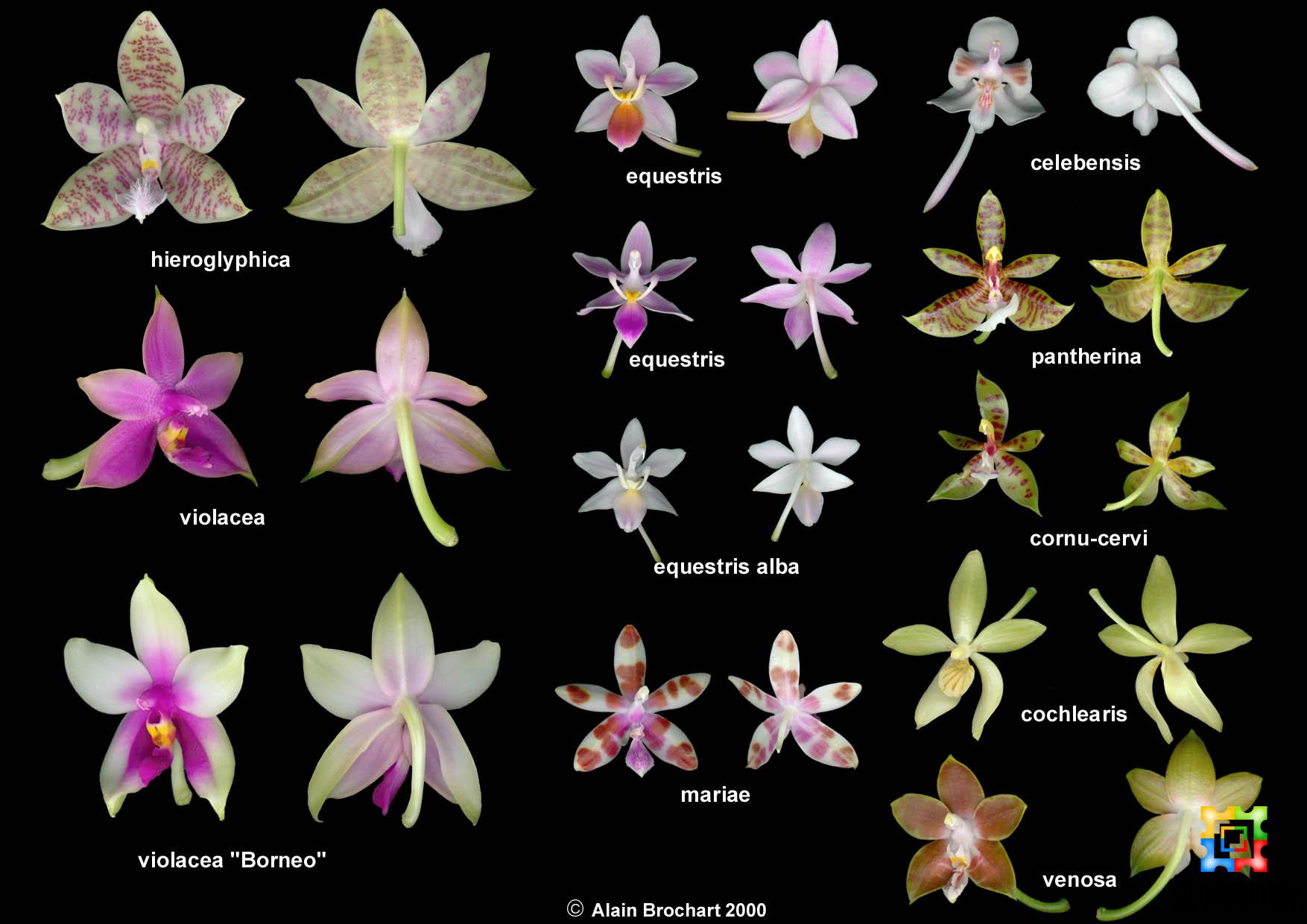 Orchid Flower Species