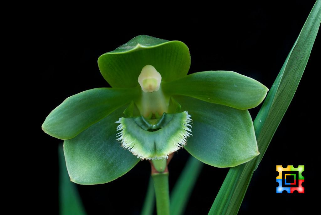 Orchid Flower Species