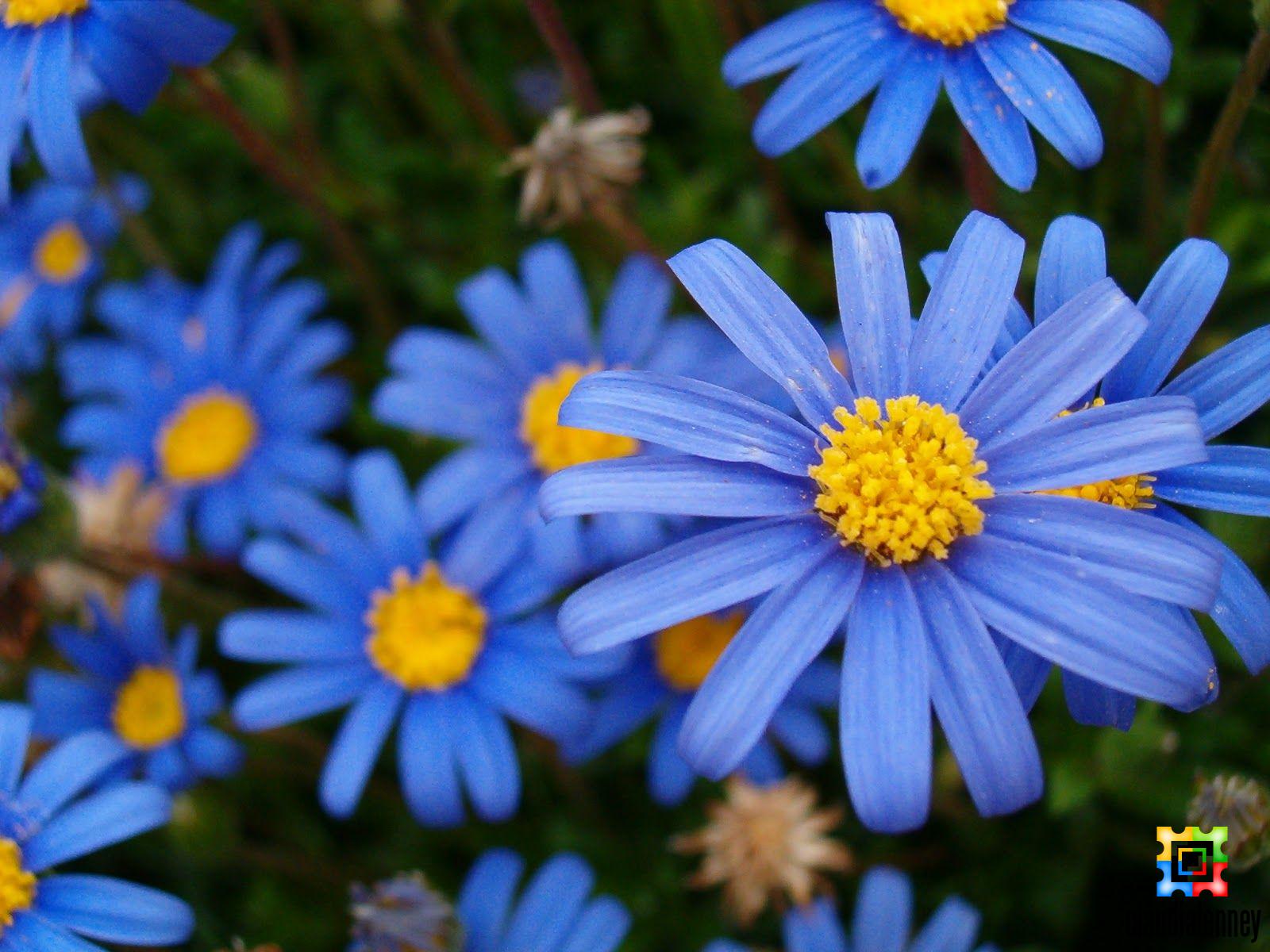 Types of Blue Flower