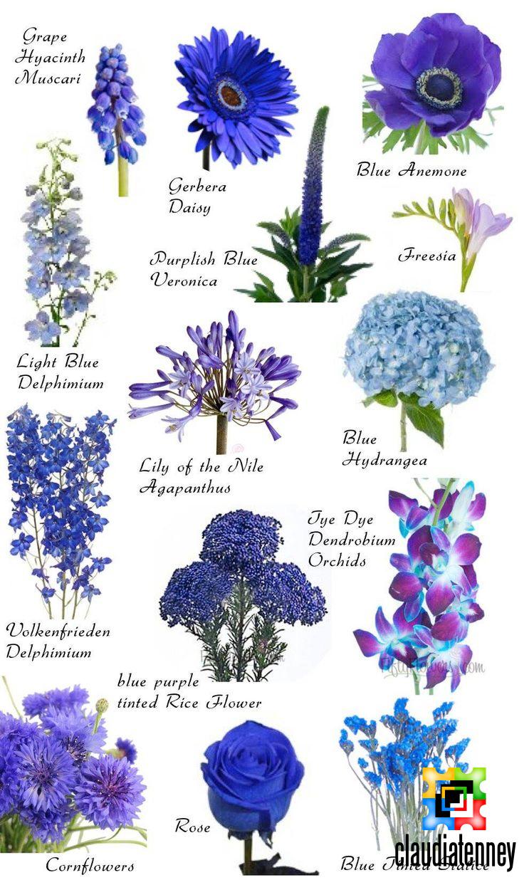 Types of Blue Flower