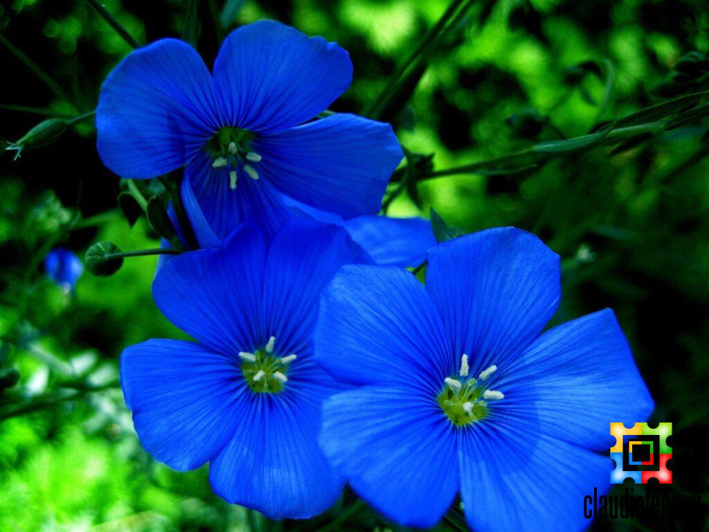 Types of Blue Flower