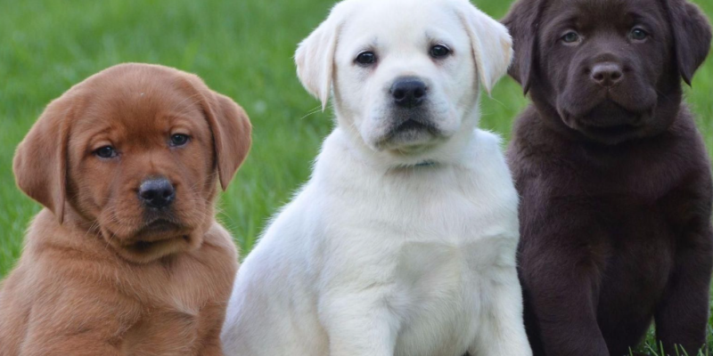 Why Labradors Are the Worst Dogs