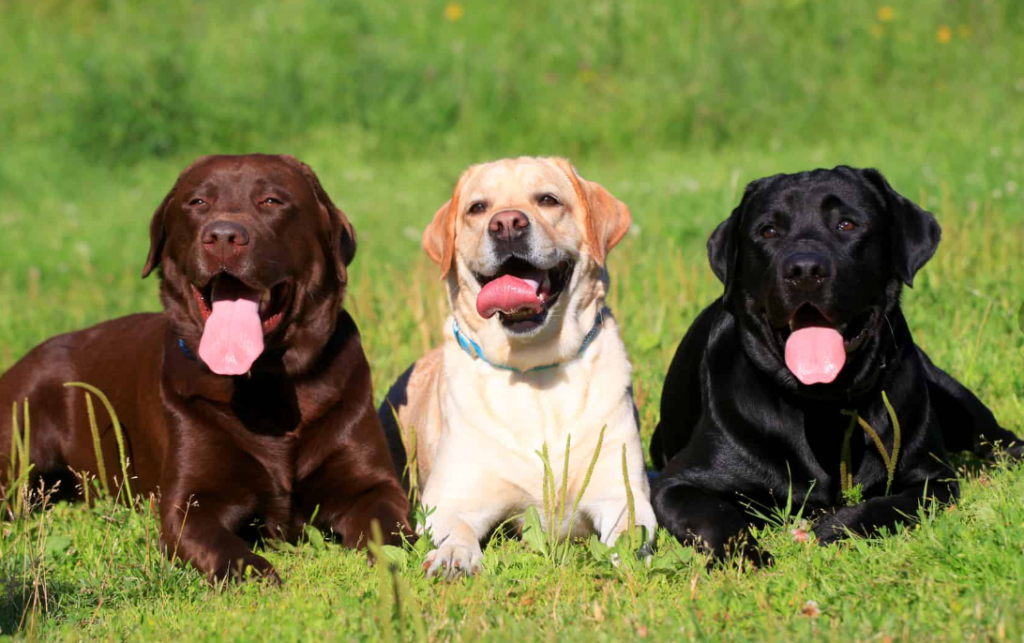 Why Labradors Are the Worst Dogs