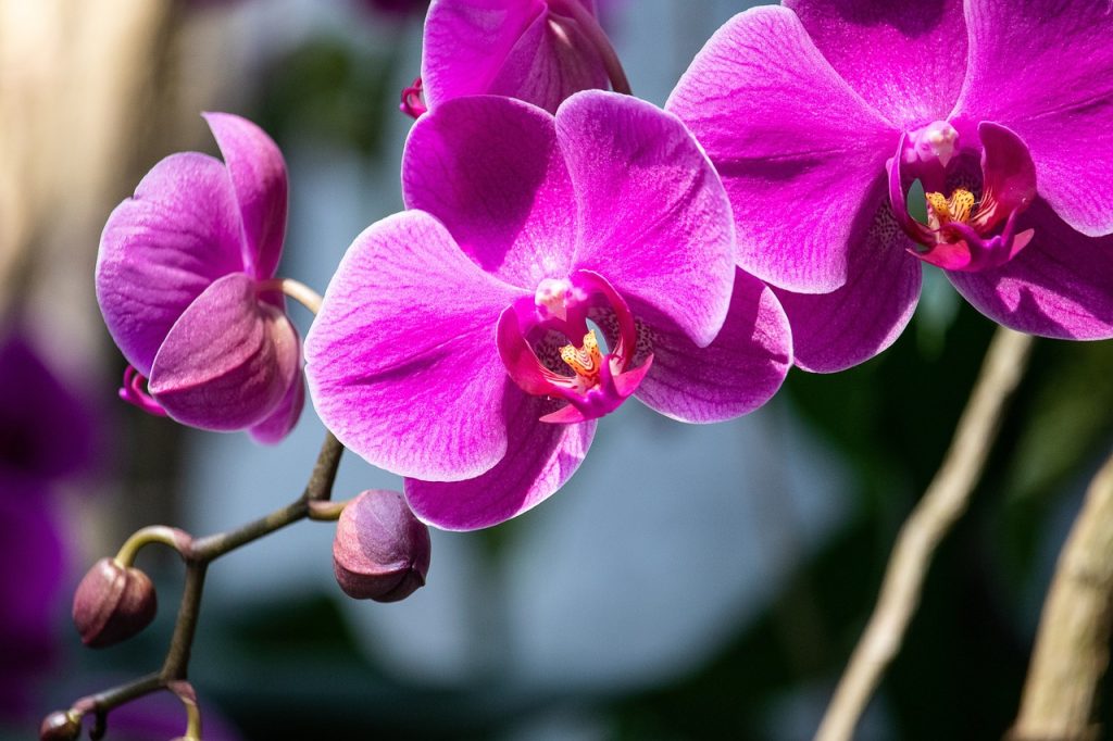How to Repot and Divide Orchids
