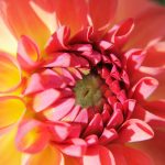 The Benefits and Uses of Dahlia Flower